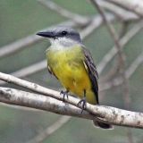 Couch's Kingbird at the World Birding Center, Edinburg, TX