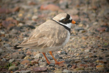 Breeding plumage - April 23.