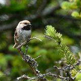 Boreal Chickadee