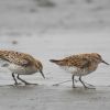 Sharp-tailed Sandpiper