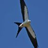 Swallow-tailed Kite