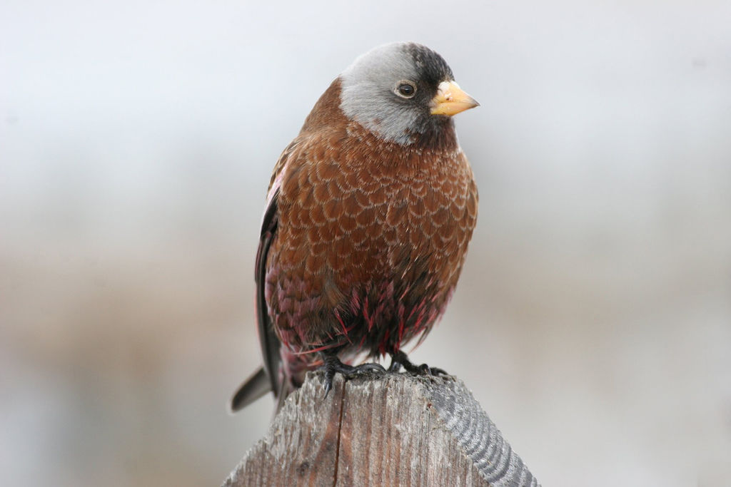 Gray-crowned Rosy Finch - eBirdr