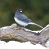 Dark-eyed Junco