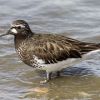 Black Turnstone