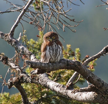 Northern Pygmy-owl