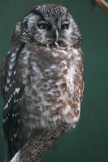 Boreal Owl