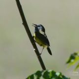 Male singing