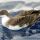 Greater Shearwater