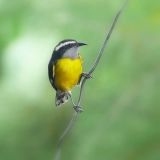 A bananaquit in hotel garden, Tobago