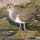 Common Sandpiper