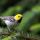 Hermit Warbler