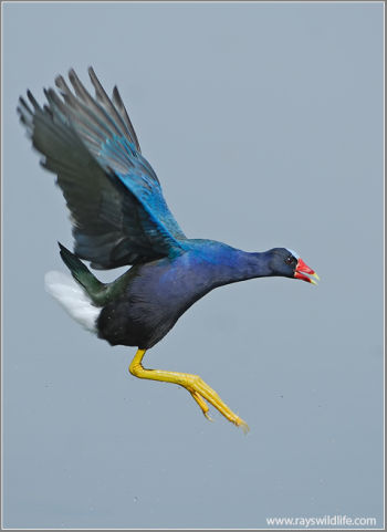 American Purple Gallinule landing