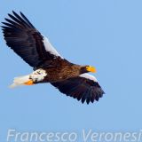 In flight - Lake Furen - Hokkaido