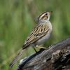 Clay-colored Sparrow