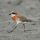 Mongolian Plover