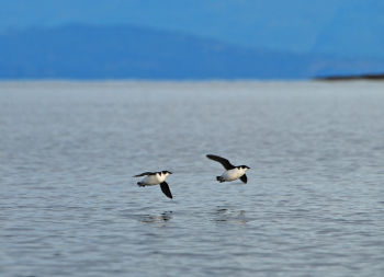 In flight