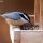 Red-breasted Nuthatch