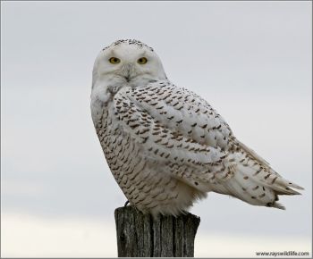 Snowy Owl