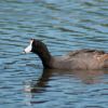 Caribbean Coot