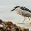 Black-crowned Night-Heron