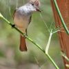 Ash-throated Flycatcher