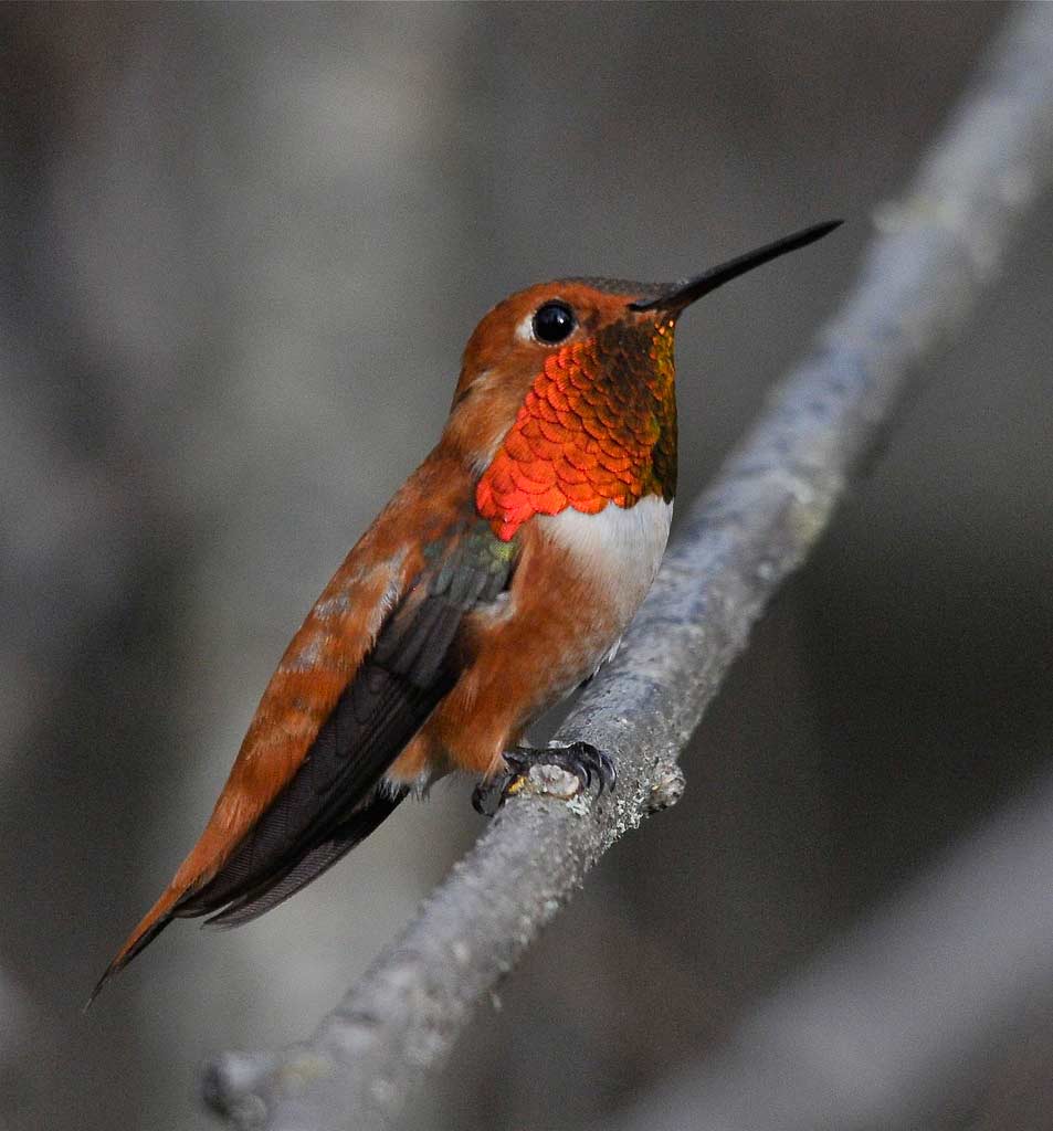 Male Ruffous Hummingbird Rufous Hummingbird - eBirdr