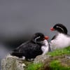 Parakeet Auklet