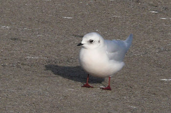 Ross' Gull at Niagra Falls