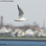 Bonaparte's Gull in winter