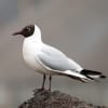 Black-headed Gull