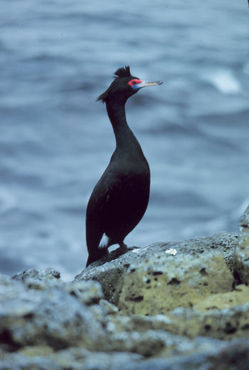 Alaska, Pribilof Islands. 1979 May.