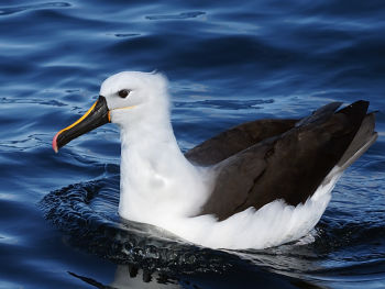 Yellow-nosed Albatross