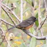 Female- Grays Harbor NWR, WA - October 18, 2012