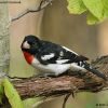 Rose-breasted Grosbeak