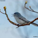 Male Blue-gray Gnatcatcher