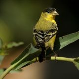 Lesser Goldfinch