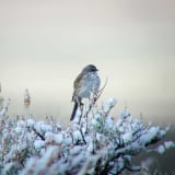 Bannack, MT - May 6, 2002 - 1st regular breeding population known from Montana -