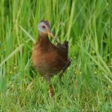 Virginia Rail