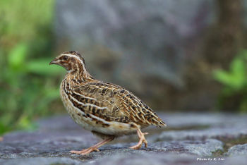 Japanese Quail - November 4.