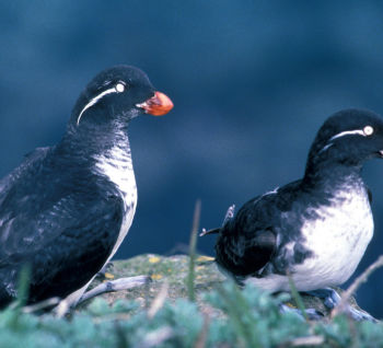 Least Auklet