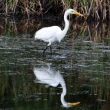 Huntington Beach State Park SC - June 15, 2011