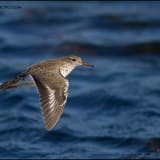 Spotted Sandpiper on the wing