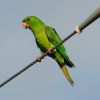 Green Parakeet