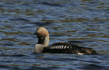 Arctic Loon