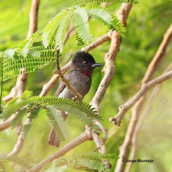 Male - March 28, 2012 - Isthmus of Tehuantepec, Oaxaca