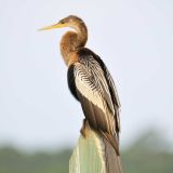 Female - Huntington Beach State Park SC - June 15, 2011