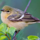 Female Bay-breasted Warbler