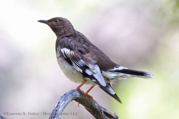 Aztec Thrush