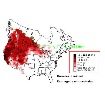 Brewer's Blackbird distribution map