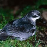 Mottled Petrel